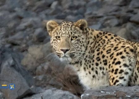 مشاهده یک قلاده پلنگ در اندیکا