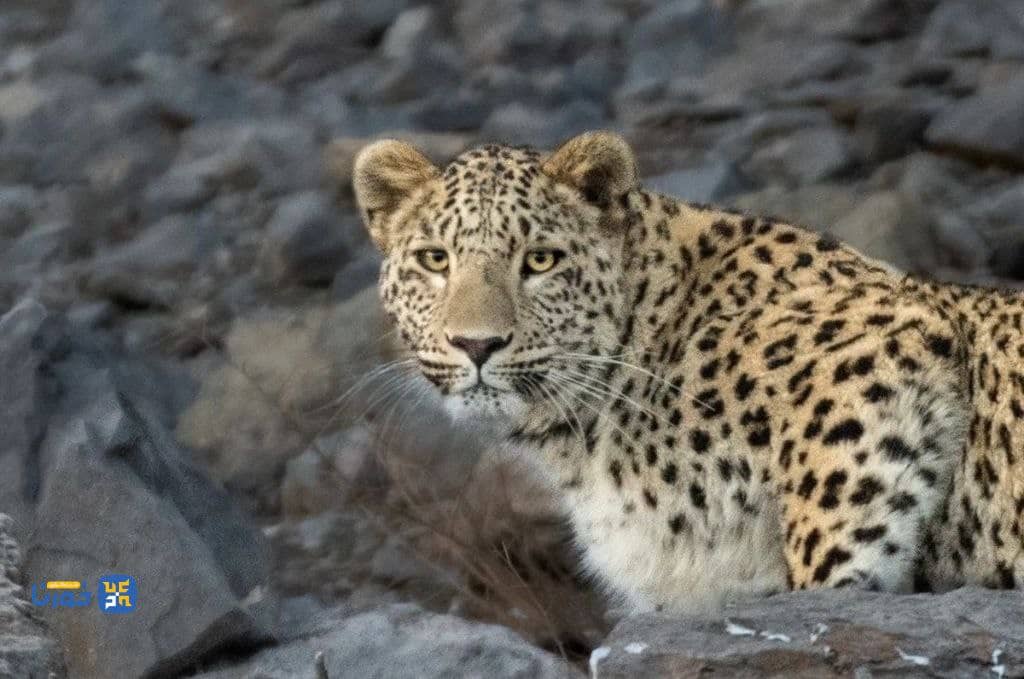 مشاهده یک قلاده پلنگ در اندیکا